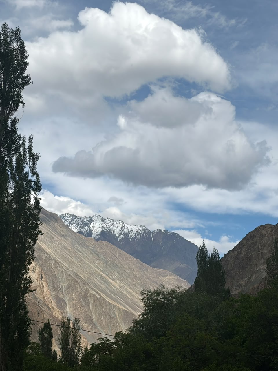 Snow-capped Ladakh peak rising behind poplar trees in the valley